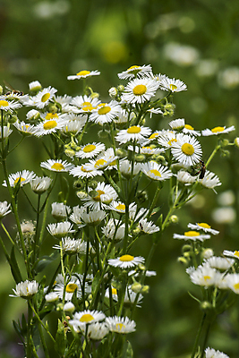 포토 JPG 해외이미지 식물 꽃잎 꽃 꽃무늬 자연 사람없음 초록색 여름 뷰티 노란색 정원 들꽃 벚꽃 흰색 개화 작음 허브 데이지 동쪽 내추럴 해외포토 계절 컬러 무늬 크기 방향 생태계 파일형식 이미지허브