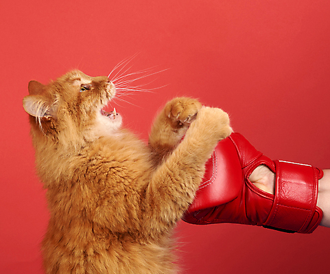 포토 JPG 해외이미지 한마리 손 응시 신체부위 반려동물 고양이 힘 경쟁 분노 권투글러브 빨간배경 앞발 앞발든 해외포토 동물 1 시선 감정 백그라운드 컨셉 포유류 사람 빨간색 글러브 파일형식 이미지허브