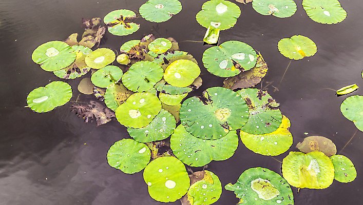 포토 JPG 해외이미지 식물 꽃잎 꽃 아시아 호수 선 백그라운드 잎 꽃무늬 불교 자연 벽지 연꽃 동양인 사람없음 초록색 물 여름 정원 봄 거품 젖음 흐름 벚꽃 물방울 연못 신선 떨어짐 백합 인도인 빗방울 허브 순수 내추럴 해외포토 자연요소 외국인 계절 나라 종교 컬러 컨셉 무늬 인종 비_날씨 생태계 파일형식 이미지허브