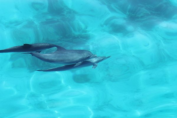 포토 JPG 해외이미지 동물 야생동물 어린이 바다 백그라운드 2 포유류 가족 자연 엄마 생물 어류 사람없음 가로 물 파란색 바닷속 수중 수영 줄무늬 젖음 아기 인도인 지중해 아래 돌고래 다이빙 코 고립 깊이 해외포토 자연요소 외국인 컬러 무늬 관계 사람 동양인 신체부위 수중동물 수상스포츠 방향 생태계 위치 수중스포츠 파일형식 이미지허브