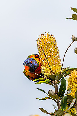포토 JPG 해외이미지 나무 동물 공원 꽃 야생동물 백그라운드 무지개 오렌지 자연 조류 앉기 사람없음 야외 가로 빨간색 세로 초록색 파란색 컬러풀 노란색 정원 벚꽃 관찰 호주 먹기 깃털 부리 앵무새 시드니 노려봄 동물상 수유 잉꼬 해외포토 자연요소 식물 공공시설 컬러 과일 모션 표정 조형물 오세아니아 생태계 파일형식 이미지허브