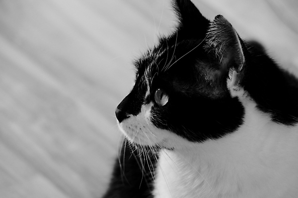 포토 JPG 해외이미지 동물 1 응시 여자 얼굴 백그라운드 포유류 수염 주택 털 실내 성인 사람없음 초록색 반려동물 문 검은색 고양이 흰색 닫기 가득함 호기심 거짓말 고립 기르기 주목 혼자 해외포토 시선 감정 컬러 컨셉 모션 사람 내부 건물 신체부위 돌봄 파일형식 이미지허브