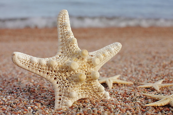포토 JPG 해외이미지 주간 모래 불가사리 근접촬영 해변 사람없음 야외 해외포토 자연요소 바다 뷰포인트 극피동물 파일형식 이미지허브