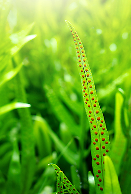 포토 JPG 해외이미지 나무 식물 줄기 백그라운드 잎 자연 새로움 씨앗 사람없음 초록색 뷰티 환경 정원 봄 성장 나뭇가지 신선 보호 숲 열대우림 아래 묘사 질감 생물학 내추럴 생태학 양치류 이국적 해외포토 계절 교육 컬러 컨셉 방향 생태계 위치 파일형식 이미지허브
