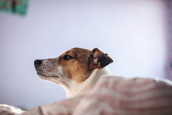 포토 JPG 해외이미지 동물 한마리 응시 새끼 포유류 가정 실내 사람없음 가로 반려동물 쌓기 가축 침대 닫기 개 강아지 송곳니 돌봄 해외포토 1 시선 가구 모션 내부 치아 파일형식 이미지허브