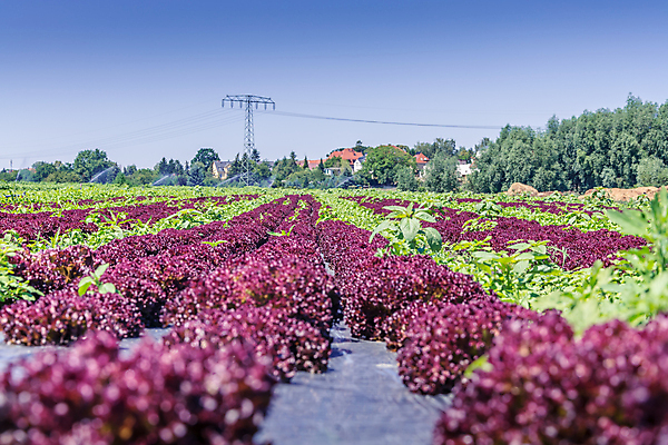 포토 JPG 해외이미지 식물 계절 음식 밭 농업 채소 풍경 사람없음 초록색 여름 농작물 농장 농경지 보라색 목장 샐러드 수확 성장 시골 원예 성분 밭일 해외포토 산업 컬러 취미 파일형식 이미지허브