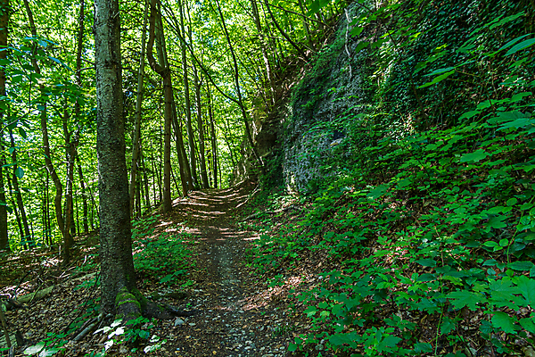 포토 JPG 해외이미지 주간 나무 구름 응시 계절 자연 날씨 휴가 파노라마 사람없음 야외 초록색 여름 태양 뷰티 교회 환경 페인트 봄 산책 하이킹 시골 신선 예수 동굴 숲 오솔길 천국 내추럴 방법 밭일 생태학 신앙심 해외포토 자연요소 식물 시선 교육 길 컬러 종교건축 레저 휴식 촬영기법 건물 신_종교 생태계 파일형식 이미지허브