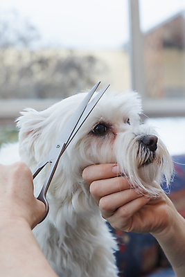 포토 JPG 해외이미지 손 실내 들기 신체부위 반려동물 개 자르기 돌봄 미용가위 애견미용 해외포토 동물 포유류 모션 가위_도구 사람 내부 뷰티 미용용품 파일형식 이미지허브