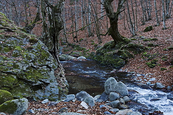 포토 JPG 해외이미지 나무 유럽 여행 백그라운드 낙엽 잎 모션 자연 벽지 산 이끼 풍경 사람없음 야외 목재 초록색 물 파란색 강 장미 환경 맑음 침묵 거품 하이킹 흐름 가을 바위 흰색 개울 떨어짐 숲 큼 타운 내추럴 넘어짐 발칸반도 불가리아 생태학 해외포토 자연요소 식물 계절 교육 꽃 나라 컬러 컨셉 재료 레저 날씨 소리 돌_바위 도시 크기 생태계 파일형식 남유럽 이미지허브