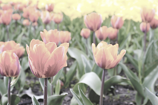 포토 JPG 해외이미지 주간 공원 꽃잎 꽃 사람없음 야외 정원 맑음 튤립 원예 화단 창백 해외포토 자연요소 식물 공공시설 날씨 취미 파일형식 이미지허브