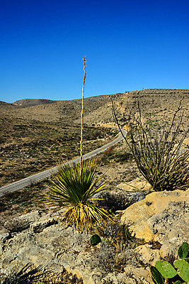 포토 JPG 해외이미지 나무 식물 꽃 야생동물 분홍색 여행 백그라운드 꽃무늬 과일 자연 날씨 선인장 건조 풍경 사람없음 초록색 물 여름 파란색 컬러풀 보라색 사막 뜨거움 액체 가시 냄비 척추 내추럴 해외포토 자연요소 동물 계절 컬러 무늬 뼈 솥 생태계 파일형식 이미지허브