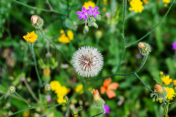 포토 JPG 해외이미지 식물 디자인 계절 꽃잎 꽃 분홍색 꽃다발 백그라운드 잎 꽃무늬 패턴 일러스트 자연 조류 추상 휴가 사랑 미술 사람없음 장식 빨간색 초록색 파란색 컬러풀 뷰티 노란색 정원 봄 수확 벚꽃 흰색 신선 우아함 질감 복고 내추럴 고립 해외포토 동물 감정 컬러 컨셉 무늬 농업 문화예술 생태계 파일형식 이미지허브