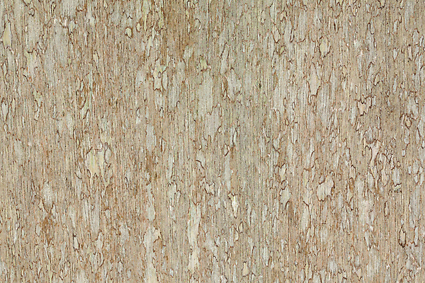 포토 JPG 해외이미지 디자인 벽 가구 백그라운드 패턴 자연 벽지 표면 추상 바닥 프레임 이끼 사람없음 내부 목재 장식 우주 공백 촉촉함 수확 판넬 미술관 낟알 묘사 그림 질감 복고 곰팡이 수목 옛날 해외포토 나무 생활용품 무늬 농업 재료 젖음 생태계 파일형식 이미지허브