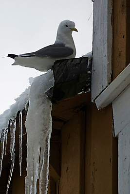 포토 JPG 해외이미지 바다 섬 겨울 자연 노르웨이 풍경 사람없음 마을 도시 대서양 2월 스칸디나비아 해외포토 계절 유럽 날짜 생태계 파일형식 이미지허브