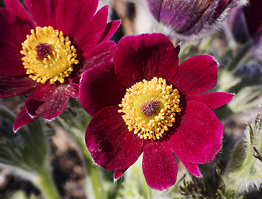 포토 JPG 해외이미지 식물 계절 꽃잎 꽃 백그라운드 잎 꽃무늬 자연 사람없음 야외 초록색 컬러풀 뷰티 정원 보라색 봄 들꽃 벚꽃 종 닫기 허브 제비꽃 보케 진홍색 동쪽 내추럴 고립 아네모네 완벽 취급주의 해외포토 컬러 컨셉 무늬 모션 경고 빨간색 방향 생태계 파일형식 이미지허브