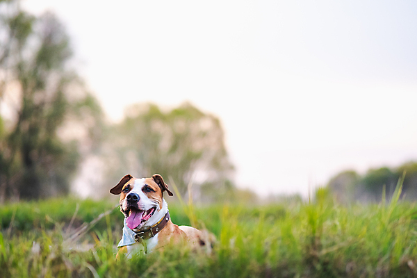 포토 JPG 해외이미지 한마리 라이프스타일 행복 얼굴 밭 자연 휴식 건강 미소 사람없음 반려동물 귀여움 가축 힘 봄 산책 자신감 입 개 소프트포커스 잡종 송곳니 카피스페이스 반다나 해외포토 동물 1 계절 감정 컨셉 농업 포유류 촬영기법 표정 생활 신체부위 공백 치아 생태계 파일형식 헤어액세사리 이미지허브
