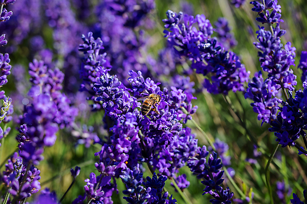 포토 JPG 해외이미지 꽃밭 영국 사람없음 야외 라벤더 동물상 수유 해외포토 꽃 유럽 조형물 허브 파일형식 이미지허브