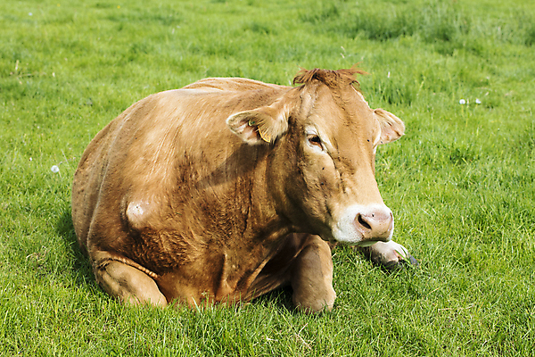 포토 JPG 해외이미지 식물 동물 1 응시 야생동물 선 음식 백그라운드 밭 농업 포유류 자연 육류 풍경 사람없음 빨간색 초록색 여름 농장 갈색 머리 마을 소고기 시골 소 닫기 방목 땅 먹기 브라질 거짓말 밭일 해외포토 시선 계절 산업 컬러 식재료 모션 신체부위 남아메리카 축산업 생태계 파일형식 이미지허브