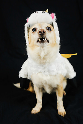 포토 JPG 해외이미지 스튜디오촬영 동물 응시 행복 새끼 무지개 포유류 휴가 뿔 앉기 사람없음 반려동물 장난감 뷰티 파티 생일 유머 개 강아지 작음 옷입기 변장 송곳니 고립 기르기 유니콘 특별함 해외포토 자연요소 시선 기념일 감정 컨셉 모션 실내 이벤트 치아 크기 돌봄 파일형식 이미지허브