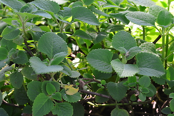 포토 JPG 해외이미지 식물 문화 음식 백그라운드 잎 재료 자연 건강 사람없음 초록색 약 건강관리 정원 추위 신선 선택 약초 인도인 민트 허브 유기농 원예 코 아로마 성분 아로마테라피 내추럴 땅바닥 오레가노 줄이기 헬프 스피아민트 해외포토 외국인 웰빙 컬러 컨셉 의학 모션 바닥 관리 동양인 취미 신체부위 도움 풀_식물 생태계 테라피 파일형식 이미지허브