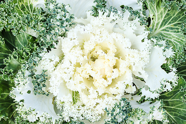 포토 JPG 해외이미지 식물 계절 공원 꽃 음식 분홍색 백그라운드 잎 겨울 패턴 농업 채소 자연 미술 사람없음 야외 장식 초록색 컬러풀 농장 정원 보라색 벚꽃 가을 흰색 신선 닫기 자르기 제비꽃 묘사 유기농 원예 질감 양배추 내추럴 밭일 케일 해외포토 웰빙 공공시설 산업 컬러 무늬 모션 문화예술 취미 생태계 파일형식 이미지허브