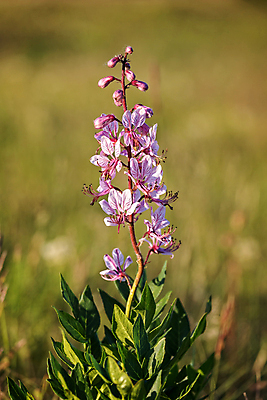 포토 JPG 해외이미지 식물 꽃잎 꽃 줄기 분홍색 자연 사람없음 야외 초록색 봄 줄무늬 벚꽃 흰색 황무지 약초 허브 묘사 원예 영원 해외포토 계절 컬러 무늬 취미 풀_식물 생태계 파일형식 이미지허브