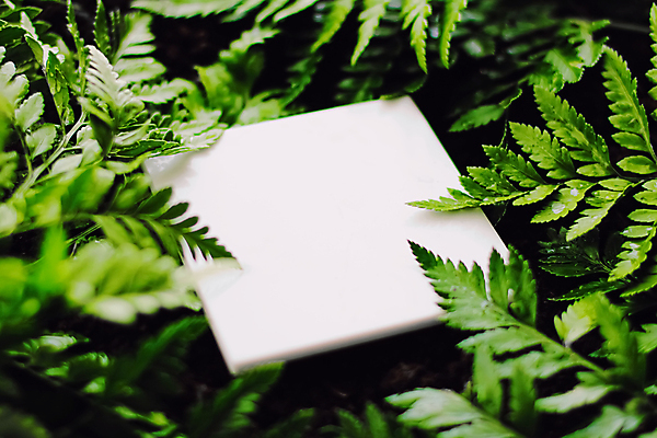 포토 JPG 해외이미지 잎 사람없음 목업 카피스페이스 해외포토 식물 공백 파일형식 이미지허브