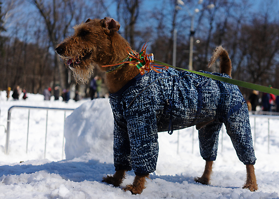 포토 JPG 해외이미지 동물 백인 계절 여자 행복 백그라운드 겨울 가족 자연 놀이 털 사랑 사람 사람없음 야외 반려동물 하이킹 추위 흰색 개 강아지 숲 테리어 서리 여우 송곳니 기르기 해외포토 서양인 감정 컬러 포유류 관계 레저 치아 생태계 돌봄 파일형식 이미지허브