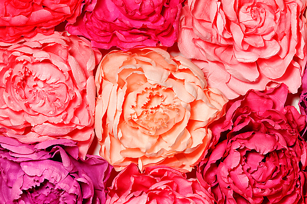 포토 JPG 해외이미지 식물 디자인 꽃잎 꽃 분홍색 꽃다발 백그라운드 꽃무늬 패턴 오렌지 추상 미술 사람없음 장식 여름 컬러풀 뷰티 노란색 머리 봄 활발 수확 벚꽃 그리기 개화 그림 원예 질감 화단 엘리먼트 인공 스타일 해외포토 계절 컬러 컨셉 무늬 농업 과일 모션 문화예술 취미 신체부위 파일형식 이미지허브