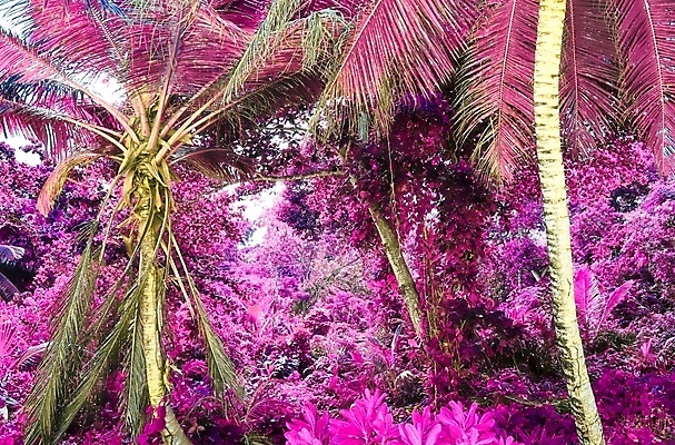 포토 JPG 해외이미지 분홍색 사람없음 야외 야자수 세이셸 야자수잎 해외포토 나무 컬러 잎 아프리카 파일형식 이미지허브