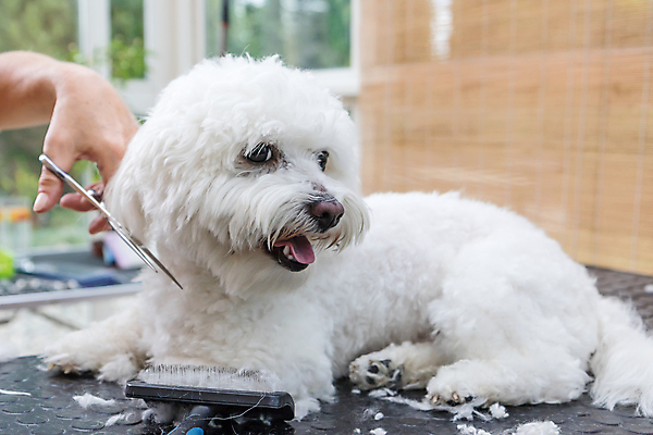 포토 JPG 해외이미지 손 탁자 털 실내 들기 신체부위 반려동물 개 테리어 돌봄 미용가위 애견미용 애견빗 해외포토 동물 가구 포유류 모션 가위_도구 사람 내부 뷰티 미용용품 애견용품 파일형식 이미지허브