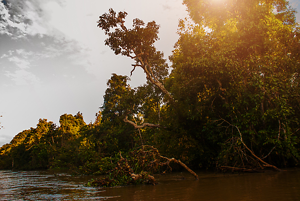 포토 JPG 해외이미지 나무 동물 구름 공원 아시아 야생동물 섬 여행 백그라운드 자연 하늘 날씨 산 동양인 풍경 사람없음 목재 초록색 물 파란색 강 컬러풀 갈색 가을 원숭이 보트 숲 큼 열대우림 인도네시아 말레이시아 아마존 전국 효과 해외포토 자연요소 식물 계절 공공시설 나라 컬러 배_교통 재료 포유류 인종 크기 생태계 파일형식 이미지허브