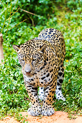 포토 JPG 해외이미지 동물 호수 야생동물 줄기 패턴 오렌지 포유류 자연 놀이 동물원 사람없음 초록색 물 뷰티 수영 고양이 줄무늬 젖음 연못 호랑이 위험 큼 사냥 육식동물 사냥꾼 노려봄 시베리아 재규어 해외포토 자연요소 식물 직업 컬러 컨셉 무늬 과일 표정 반려동물 수상스포츠 크기 생태계 파일형식 이미지허브