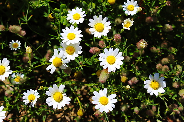 포토 JPG 해외이미지 식물 꽃 백그라운드 자연 사람없음 초록색 여름 햇빛 노란색 성장 흰색 포르투갈 데이지 내추럴 해외포토 계절 유럽 컬러 태양 생태계 파일형식 이미지허브
