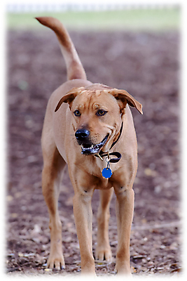 포토 JPG 해외이미지 가족 놀이 실험 사람없음 농장 개 리트리버 강아지 쓰레기 래브라도리트리버 혀 사냥개 언니 기르기 남동생 해외포토 농업 포유류 관계 반려동물 입 자매 동생 돌봄 파일형식 이미지허브