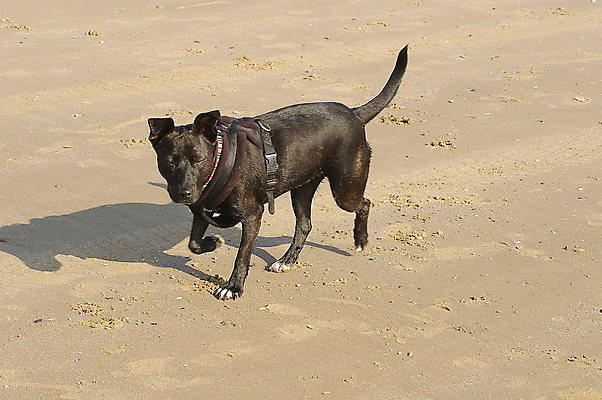 포토 JPG 해외이미지 동물 행복 얼굴 새끼 모래 장난 포유류 자연 털 사람없음 야외 반려동물 귀여움 검은색 산책 입 개 강아지 테리어 혀 잡종 송곳니 기르기 총구 해외포토 감정 컬러 컨셉 휴식 신체부위 치아 생태계 돌봄 파일형식 이미지허브