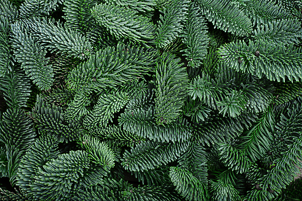 포토 JPG 해외이미지 나무 식물 템플릿 디자인 배너 기념일 백그라운드 크리스마스 겨울 패턴 휴가 새해 사람없음 초록색 공백 나뭇가지 축하 소나무 신용카드 클래식 심볼 질감 뼈대 상록수 침엽수 전나무 내추럴 목업 가문비나무 카피스페이스 해외포토 계절 컬러 컨셉 무늬 이벤트 금융 파일형식 이미지허브