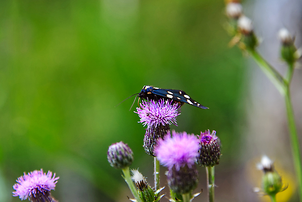 포토 JPG 해외이미지 식물 동물 계절 꽃잎 꽃 야생동물 분홍색 나비 곤충 백그라운드 잎 꽃무늬 밭 날개 자연 사람없음 야외 초록색 여름 파란색 빛 컬러풀 햇빛 뷰티 머리 환경 정원 보라색 봄 활발 벚꽃 제비꽃 묘사 싱글 내추럴 해외포토 컬러 컨셉 무늬 농업 신체부위 태양 생태계 파일형식 이미지허브