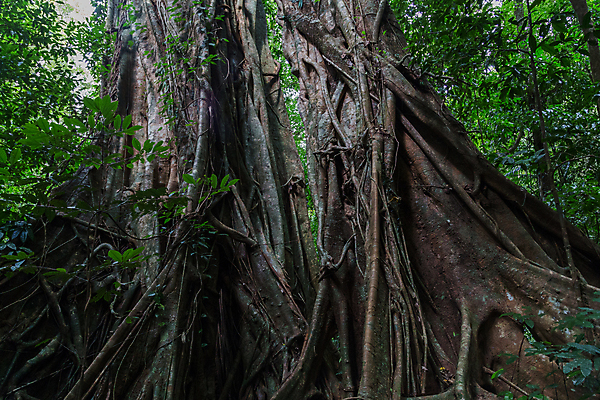 포토 JPG 해외이미지 나무 식물 여행 자연 풍경 사람없음 야외 목재 초록색 평화 골짜기 침묵 트래킹 하이킹 재산 호주 숲 열대우림 내추럴 삼림지대 해외포토 컬러 컨셉 재료 레저 금융 소리 오세아니아 생태계 파일형식 이미지허브