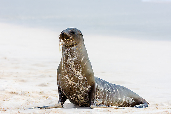 포토 JPG 해외이미지 동물 야생동물 포유류 사람없음 남아메리카 에콰도르 갈라파고스 해외포토 아메리카 파일형식 이미지허브