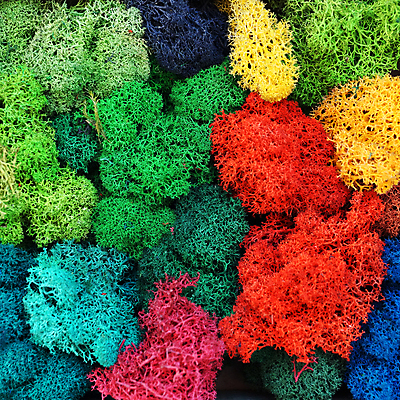 포토 JPG 해외이미지 식물 디자인 벽 백그라운드 잎 패턴 자연 벽지 표면 추상 이끼 사람없음 내부 장식 세로 초록색 빛 컬러풀 갈색 노란색 환경 정원 성장 신선 숲 묘사 생태계 질감 조경 리빙 내추럴 생태학 옛날 해외포토 교육 컬러 무늬 파일형식 이미지허브