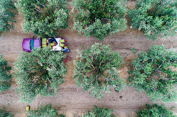 포토 JPG 해외이미지 나무 식물 직업 전통 손 계절 음식 농업 다이어트 과일 재료 자연 노동자 건강 사람 사람없음 초록색 농작물 농장 농경지 수확 시골 신선 잡기 업무 수집 지중해 묘사 생태계 올리브 날것 쇼 상록수 그리스인 밭일 숙성 채식주의자 추가 해외포토 서양인 열매 산업 바다 컬러 모션 신체부위 작업 채식 파일형식 이미지허브
