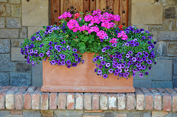 포토 JPG 해외이미지 식물 꽃잎 꽃 화분 분홍색 꽃무늬 자연 벽돌 사람없음 정원 보라색 봄 벚꽃 개화 원예 피튜니아 해외포토 계절 컬러 무늬 취미 생태계 파일형식 이미지허브