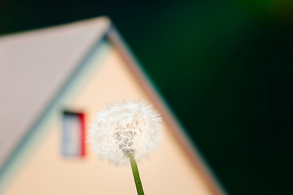 포토 JPG 해외이미지 식물 1 꽃 줄기 백그라운드 컨셉 꽃무늬 우산 자연 지붕 부동산 추상 주택 씨앗 사람없음 건물 초록색 빛 뷰티 봄 자유 벚꽃 흰색 개화 보호 민들레 묘사 오브젝트 싱글 솜털 내추럴 대출 취급주의 몽환 많음 해외포토 건축물 계절 컬러 무늬 경고 금융 재산 생태계 파일형식 이미지허브