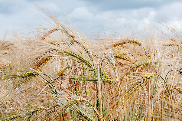 포토 JPG 해외이미지 식물 계절 음식 빵 농업 자연 옥수수 씨앗 사람없음 야외 가로 여름 농장 노란색 목욕 성장 농촌 황금 오솔길 땅 밀 유기농 러시아 보리 밀짚 숙성 해외포토 웰빙 유럽 산업 길 컬러 곡류 청결 시골 짚 생태계 파일형식 이미지허브