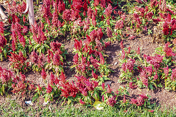 포토 JPG 해외이미지 식물 계절 꽃 꽃무늬 자연 잔디 취미 사람없음 야외 장식 빨간색 초록색 컬러풀 정원 봄 활발 성장 벚꽃 개화 허브 원예 조경 땅바닥 심기 세련 해외포토 컬러 컨셉 무늬 모션 바닥 생태계 파일형식 이미지허브