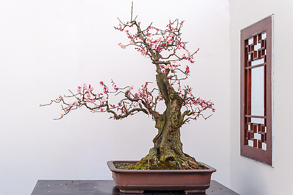 포토 JPG 해외이미지 모양 나무 식물 전통 디자인 꽃 아시아 문화 화초 선 벽 분홍색 잎 자연 탁자 미술 동양인 취미 사람없음 목재 장식 빨간색 초록색 햇빛 정원 중국 미니어처 성장 흰색 나뭇가지 소나무 냄비 작음 원예 뿌리 상록수 분재 미니 옛날 해외포토 나라 컬러 가구 재료 문화예술 인종 태양 모형 솥 크기 생태계 파일형식 이미지허브