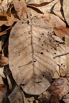 포토 JPG 해외이미지 나무 식물 계절 공원 백그라운드 잎 패턴 자연 벽지 건조 사람없음 야외 컬러풀 뷰티 갈색 노란색 가을 죽음 숲 질감 내추럴 땅바닥 해외포토 공공시설 컬러 무늬 바닥 생태계 파일형식 이미지허브