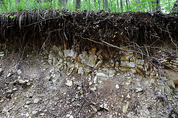 포토 JPG 해외이미지 나무 식물 계절 길 바다 조각 여행 백그라운드 잎 오렌지 자연 표면 산 풍경 경사 사람없음 야외 목재 초록색 여름 정원 흙 산책 가을 바위 숲 언덕 폐허 뿌리 내추럴 단절 땅바닥 지질학 해외포토 교육 컬러 과일 재료 휴식 바닥 돌_바위 생태계 파일형식 이미지허브