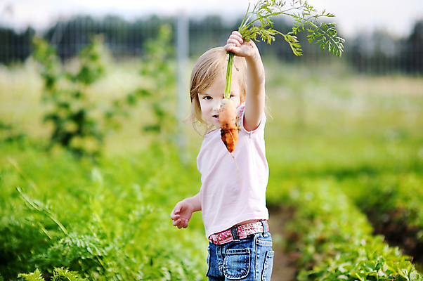 포토 JPG 해외이미지 식물 백인 손 계절 행복 얼굴 어린이 음식 잎 채소 자연 건강 한명 미소 사람 야외 빨간색 초록색 여름 태양 농장 정원 봄 당근 기쁨 수확 가을 신선 잡기 선택 달콤 작음 수집 먹기 원예 내추럴 홈메이드 해외포토 자연요소 서양인 1 감정 컬러 컨셉 농업 모션 뿌리채소 표정 취미 신체부위 맛 크기 생태계 만들기 파일형식 이미지허브